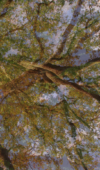 Un Chene Canopy – 12 Hour Film