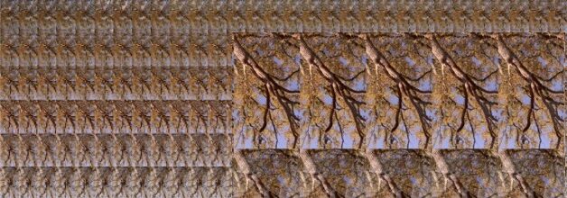 Un Chêne Canopy : 12 hours x 30 minutes